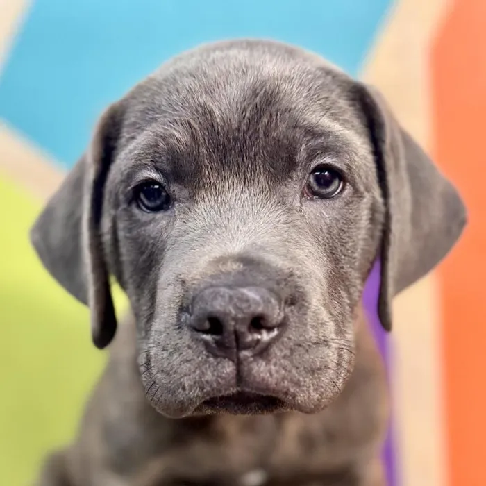 Male Cane Corso puppy named Rex for sale at Petland Rogers.