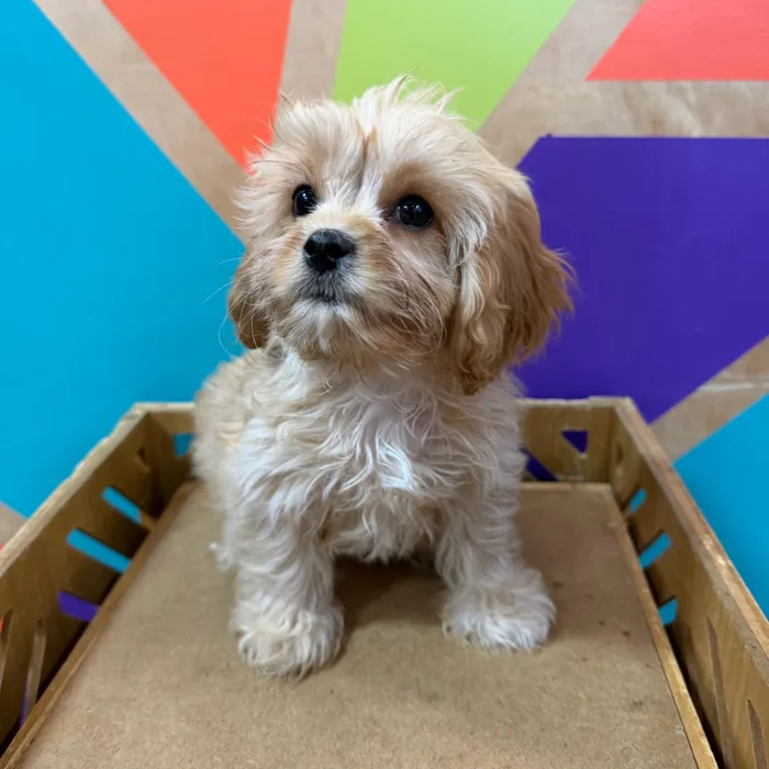 Male Cavachon puppy named Harry for sale at Petland Joplin.