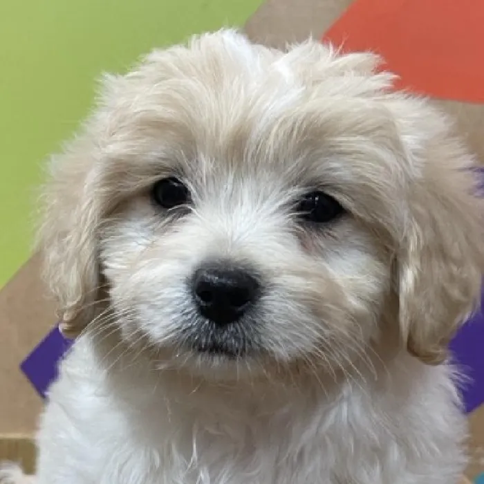 Female Peke-A-Poo puppy named Elizabeth for sale at Petland Joplin.