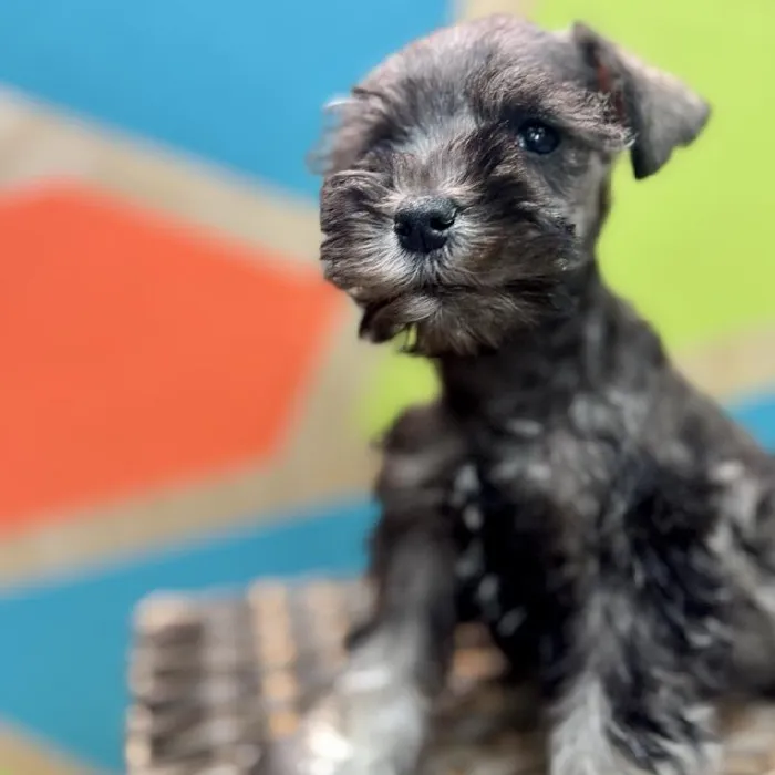 Female Mini Schnauzer Puppy for Sale in Rogers, AR