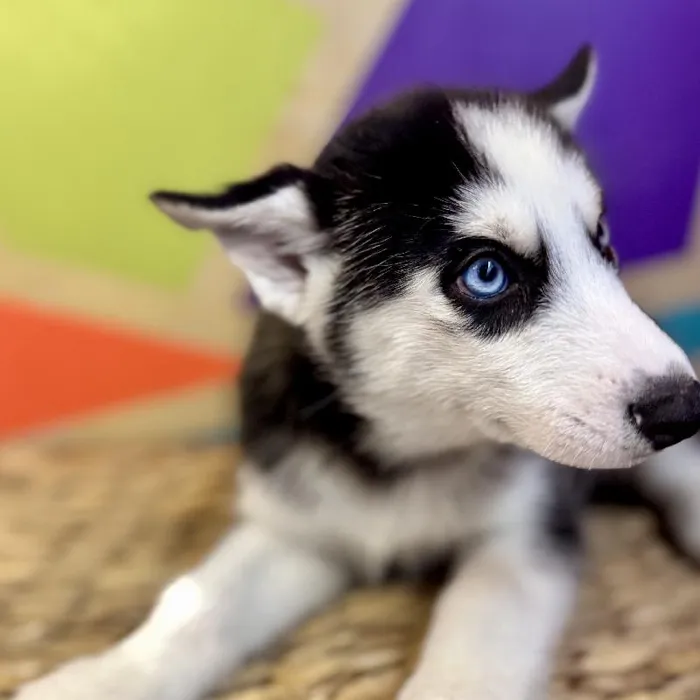 Female Siberian Husky Puppy for Sale in Rogers, AR
