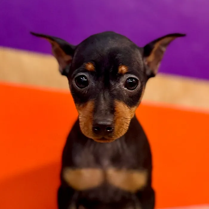 Female Min Pin puppy for sale at Petland Rogers.