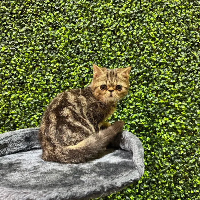 Male Exotic kitten named Tab for sale at Petland Rogers.