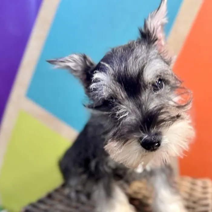 Female Mini Schnauzer puppy named Peppa for sale at Petland Rogers.