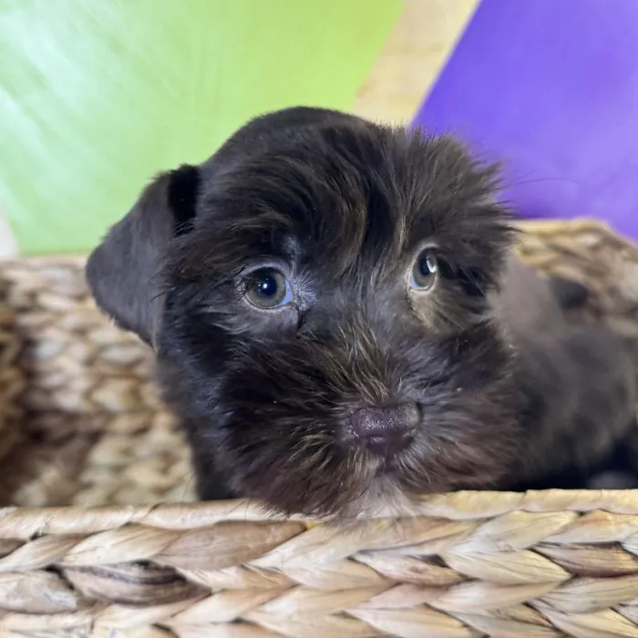 Female Mini Schnauzer Puppy for Sale in Rogers, AR