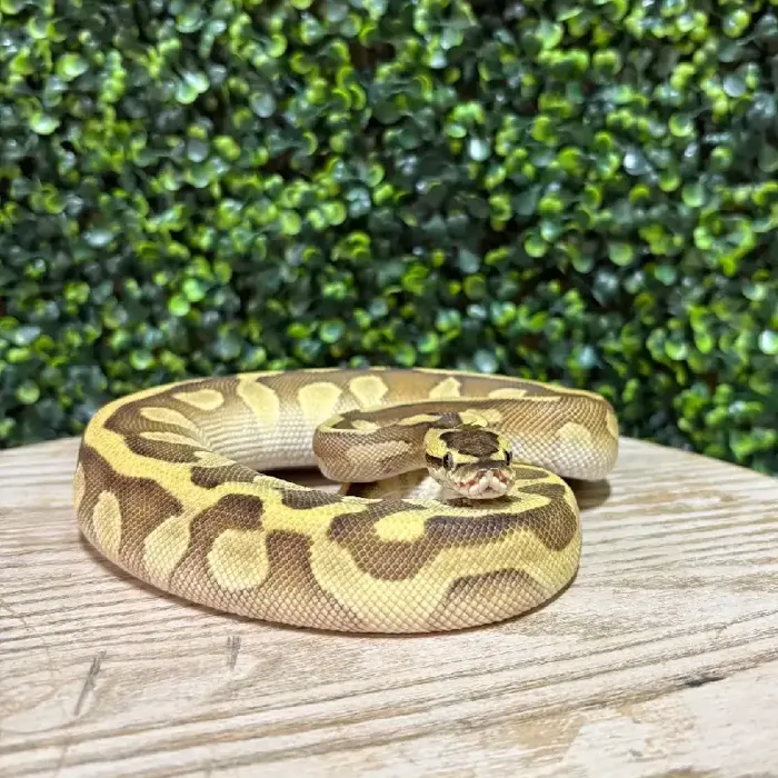 Female Ball Python reptile for sale at Petland Joplin.