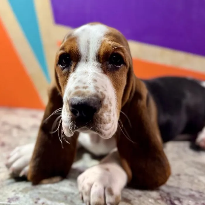 Female Basset Hound puppy named Bailey for sale at Petland Rogers.