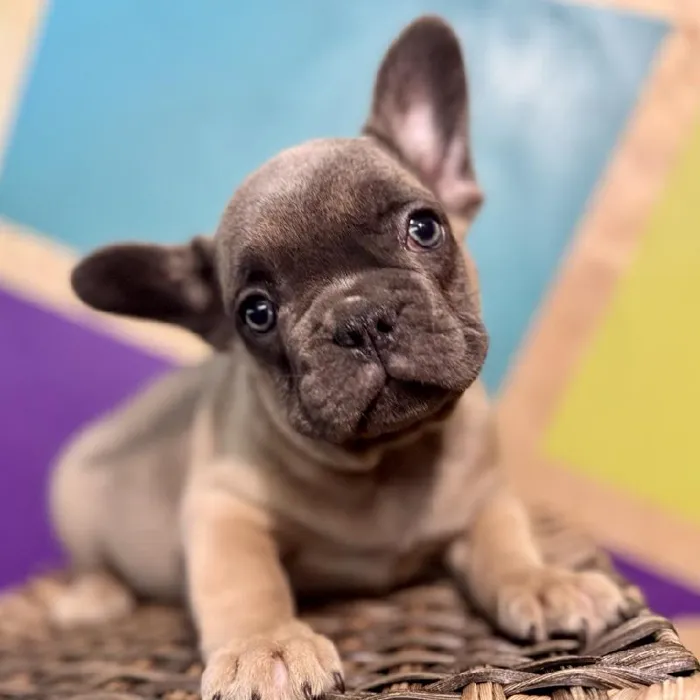 Male French Bulldog Puppy for Sale in Rogers, AR