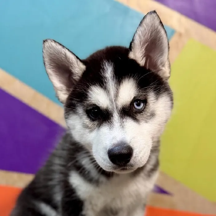 Female Siberian Husky puppy named Lisa for sale at Petland Fayetteville.