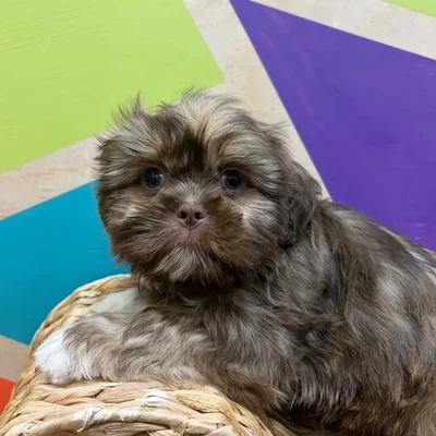 Male Shih Tzu puppy named Ozzy for sale at Petland Wichita West.