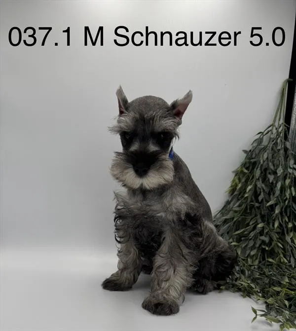 Male Mini Schnauzer puppy for sale at Petland Joplin.