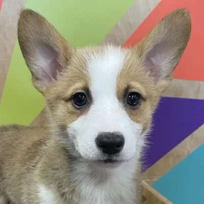 Female Pembroke Welsh Corgi Puppy for Sale in Joplin, MO