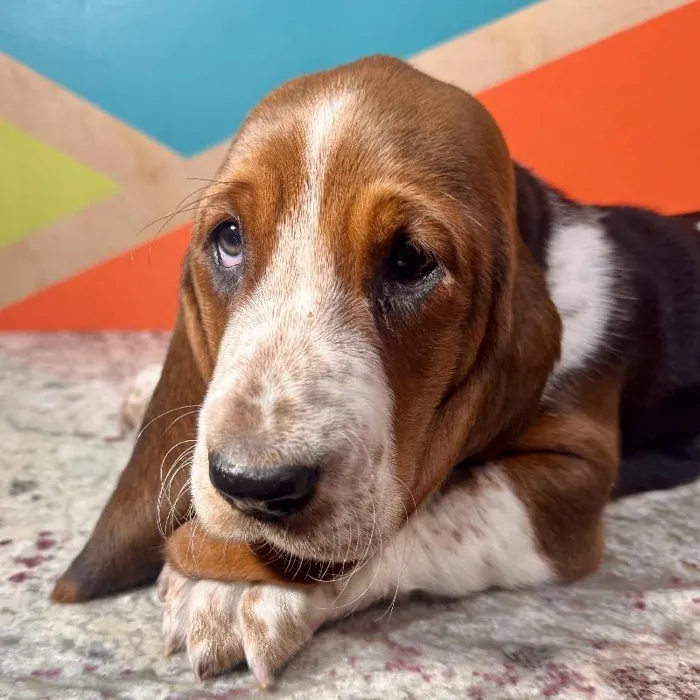 Male Basset Hound puppy named Saffron for sale at Petland Rogers.