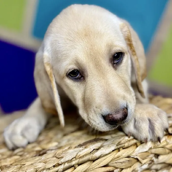 Male Labrador Retriever Puppy for Sale in Rogers, AR