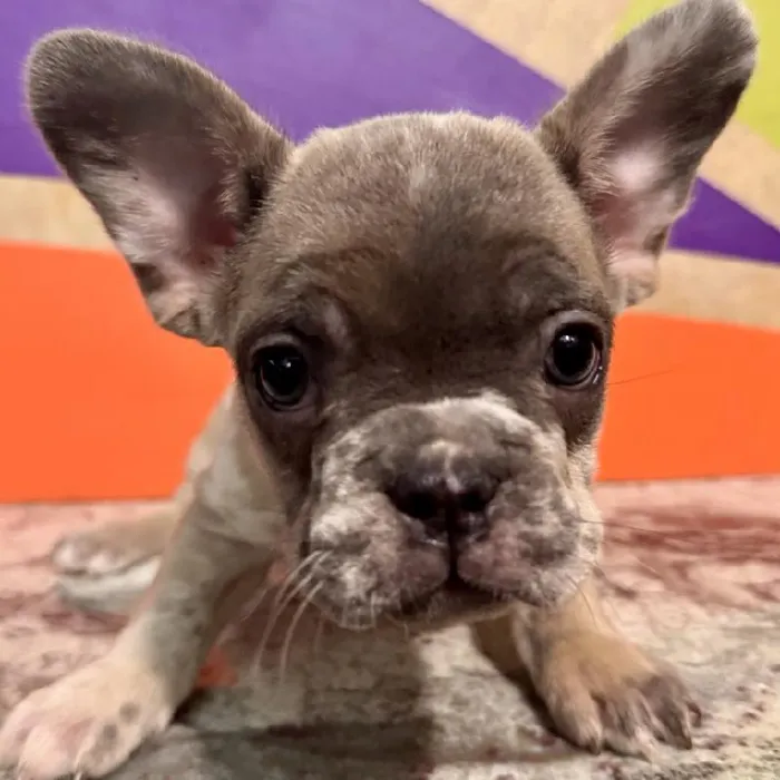 Male French Bulldog Puppy for Sale in Rogers, AR