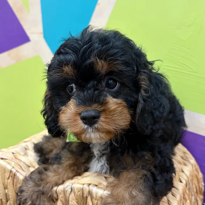 Male Cavapoo puppy named Linus for sale at Petland Wichita West.