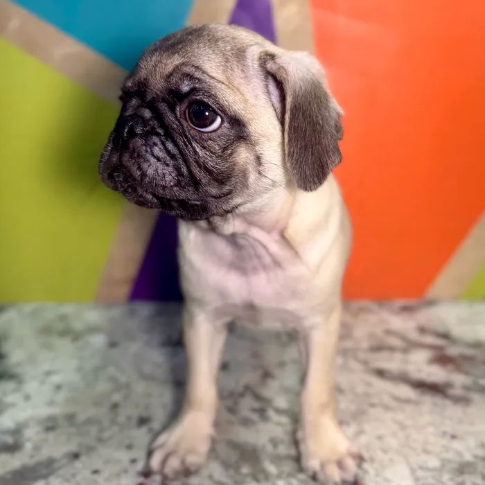Male Pug puppy named Pauly for sale at Petland Rogers.
