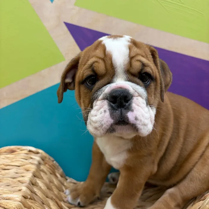 Female English Bulldog puppy named Sally for sale at Petland Wichita West.
