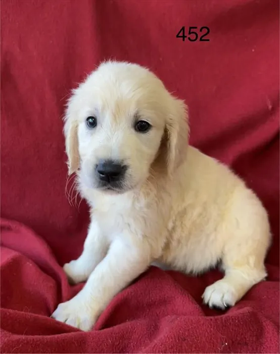 Female Golden Retriever puppy named Latte for sale at Petland Joplin.
