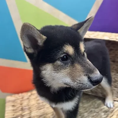 Male Shiba Inu Puppy for Sale in Rogers, AR