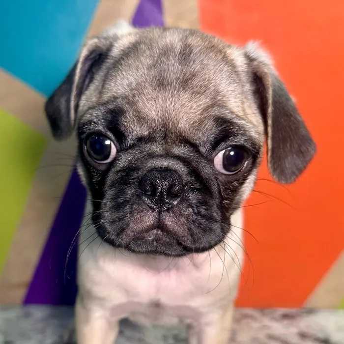 Male Pug puppy named Pauly for sale at Petland Rogers.