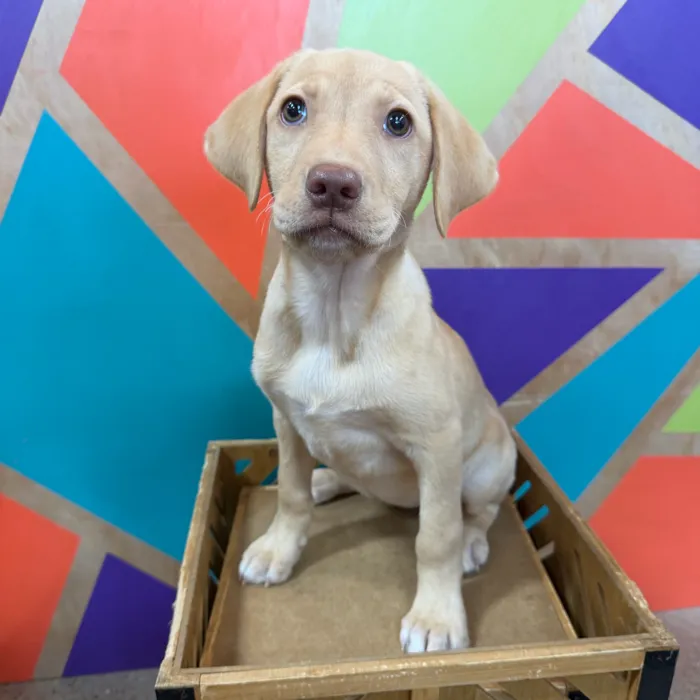 Female Labrador Retriever puppy named Loretta for sale at Petland Fayetteville.