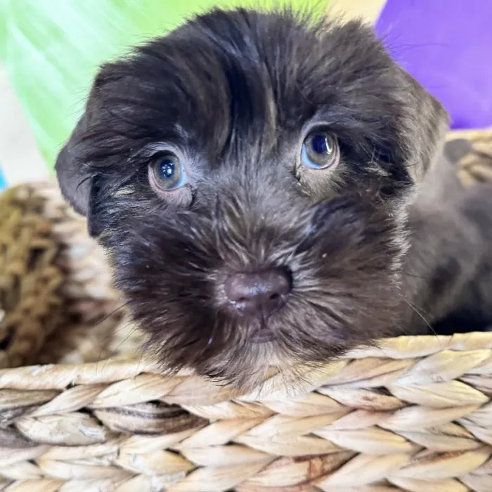 Female Mini Schnauzer Puppy for Sale in Rogers, AR