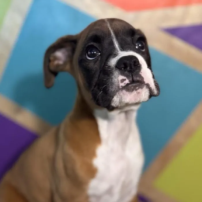 Male Boxer Puppy for Sale in Rogers, AR