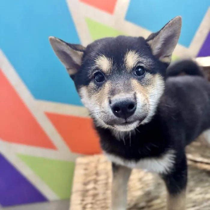 Male Shiba Inu Puppy for Sale in Rogers, AR