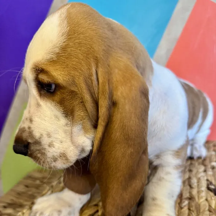 Male Basset Hound Puppy for Sale in Rogers, AR