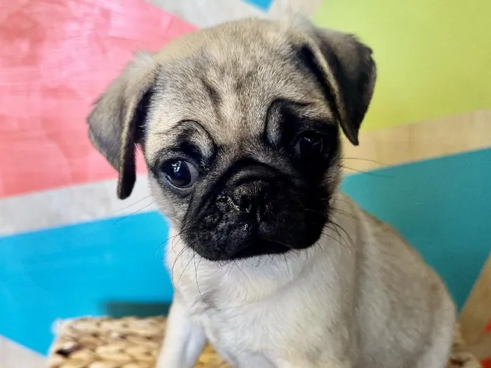 Female Pug Puppy for Sale in Rogers, AR