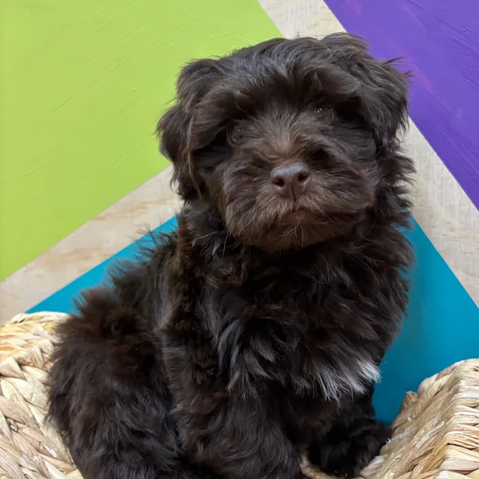 Male Havapoo puppy named Chewy for sale at Petland Wichita West.