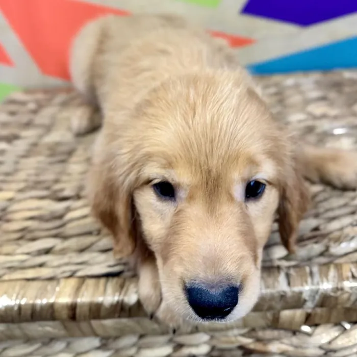 Female Golden Retriever Puppy for Sale in Rogers, AR