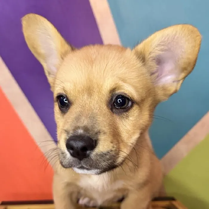 Male Froggie Puppy for Sale in Rogers, AR