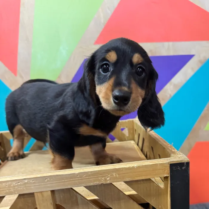 Male Dachshund puppy for sale at Petland Joplin.