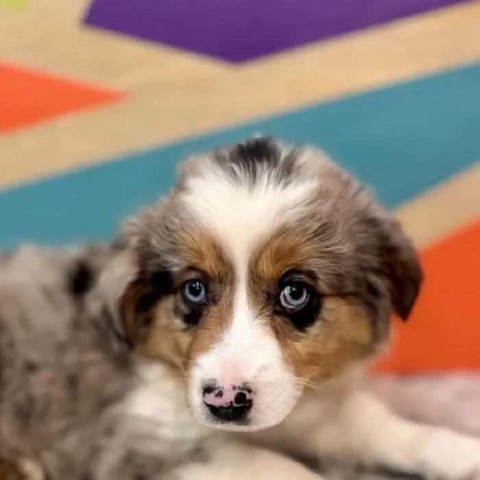 Female Australian Shepherd Puppy for Sale in Joplin, MO