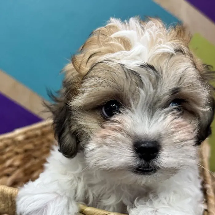 Female Teddy Bear Puppy for Sale in Joplin, MO