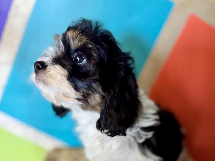 Male Cavapoo Puppy for Sale in Rogers, AR