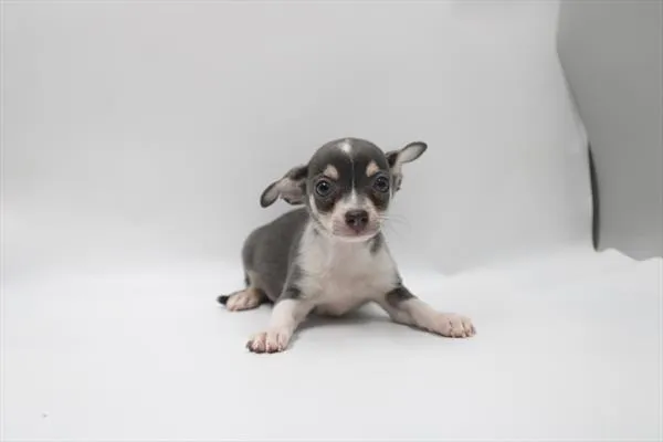 Male Chihuahua puppy for sale at Petland Joplin.