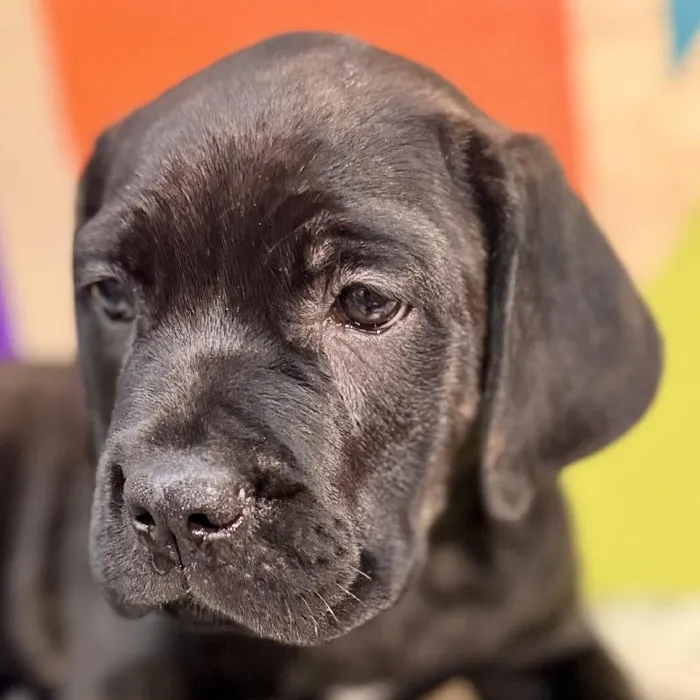 Male Cane Corso puppy named Rome for sale at Petland Rogers.