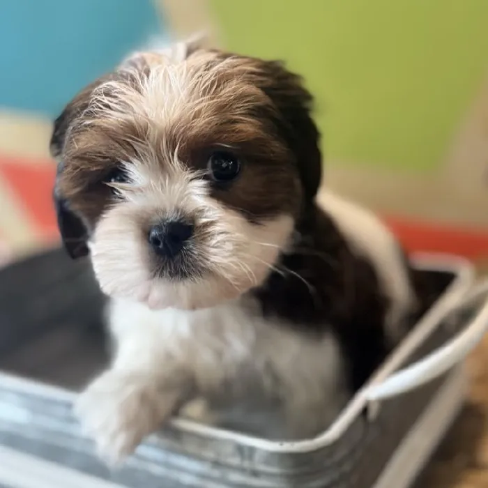 Female Shih Tzu Puppy for Sale in Rogers, AR