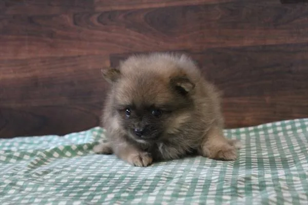 Female Pomeranian puppy named Poppy for sale at Petland Joplin.
