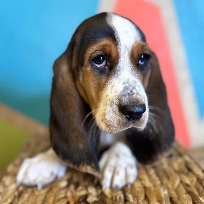 Female Basset Hound Puppy for Sale in Rogers, AR