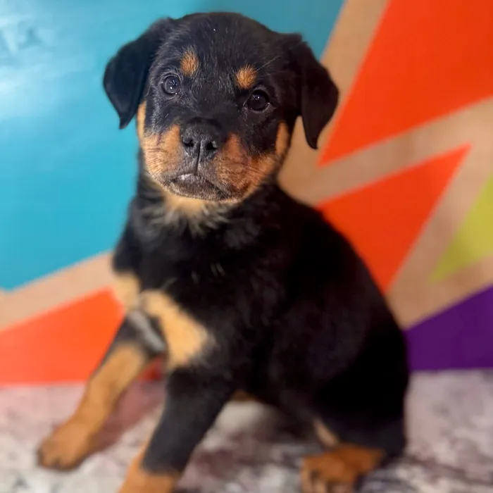 Female Rottweiler puppy named Remi for sale at Petland Joplin.