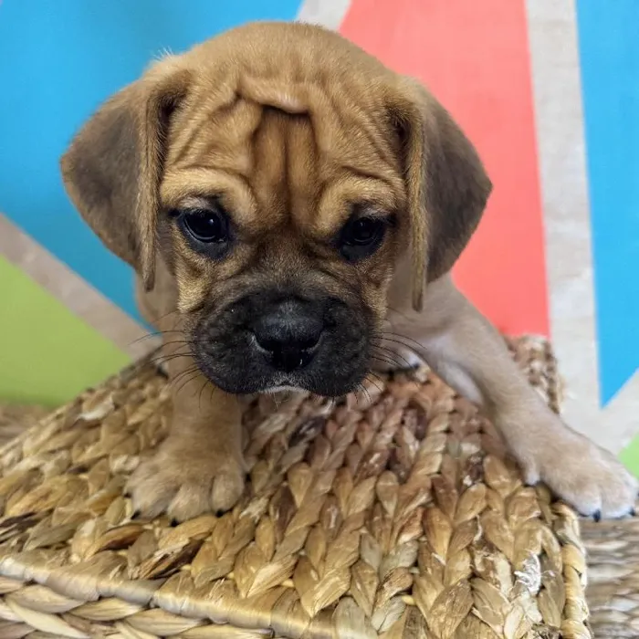 Male Mini Bulldog Puppy for Sale in Rogers, AR