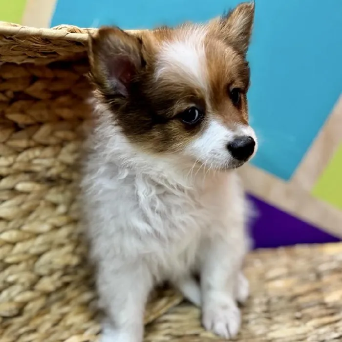 Male Pomeranian Puppy for Sale in Rogers, AR