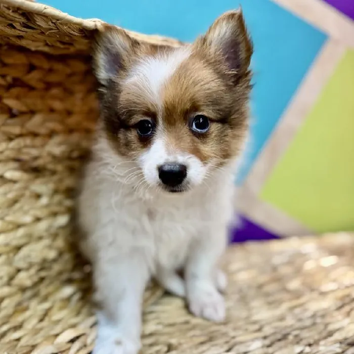 Male Pomeranian Puppy for Sale in Rogers, AR