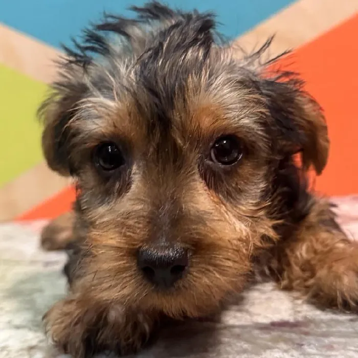 Male Yorkie Puppy for Sale in Joplin, MO