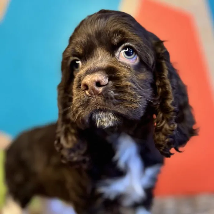 Male Cocker Spaniel Puppy for Sale in Rogers, AR
