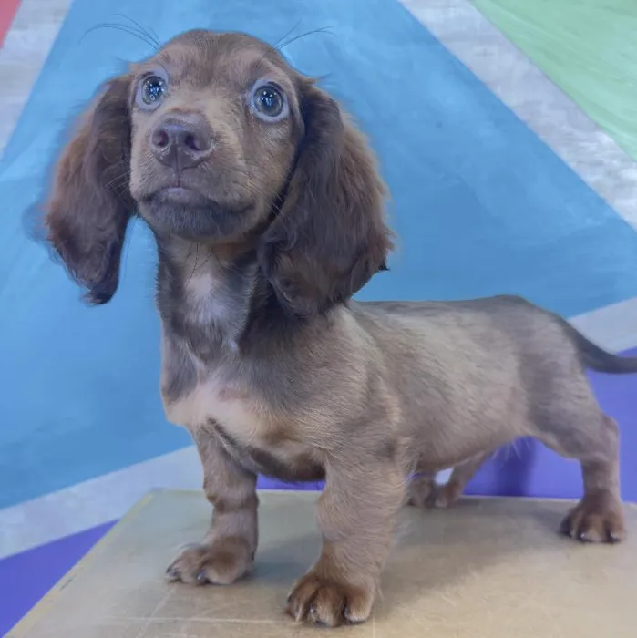 Male Dachshund puppy named East for sale at Petland Fayetteville.